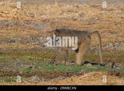 Chacma-Paviane leben in Familiengruppen, die Truppen genannt werden, mit einer Hierarchie, die von einem dominanten Mann geführt wird. Sie fressen auf dem Boden und in Bäumen. Stockfoto