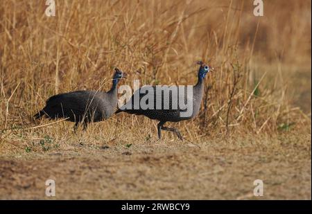 Helm-Guineafuhu sind im Okavango-Delta verbreitet, die am Boden am Tag vor der Ausrottung in Bäumen zu finden sind. Stockfoto