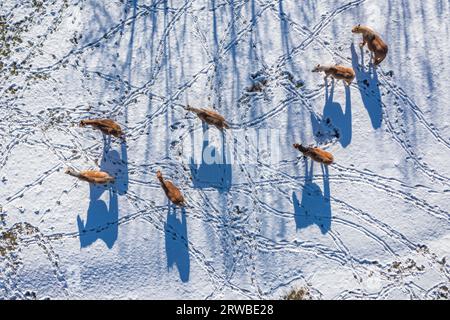 Vogelperspektive auf Pferde und ihre Schatten und Fußspuren auf einem schneebedeckten Feld im Winter bei Montellà. Cerdanya, Lleida, Katalonien, Spanien, Pyrenäen Stockfoto