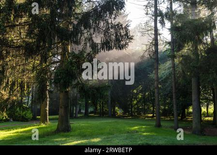 Die Sonnenstrahlen durchdringen den Wald durch die Baumkronen. Nebelhafter Morgen in den Sonnenstrahlen. Stockfoto