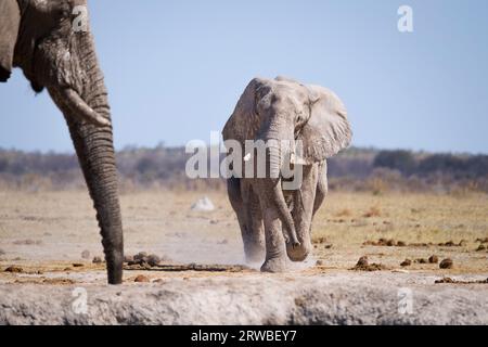 Elefant (Loxodonta africana) geht schnell zum Wasserloch. Auf der linken Seite befindet sich ein Elefantenkopf im Bild. Nxai Pan, Botsuana Stockfoto