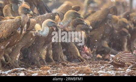 Griffon Vulture (Gyps fulvus)-Gruppe, die sich in den schneebedeckten Winterbedingungen in den spanischen Pyrenäen, Katalonien, Spanien, April von einem Töten ernährt. Dies ist eine große Alte Wor Stockfoto