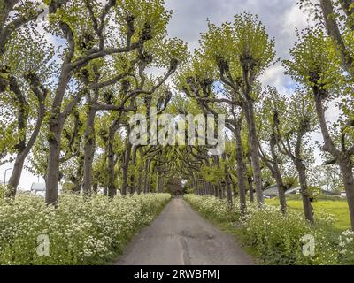 Tilia Linden mit Petersilienblüte (Anthriscus sylvestris) und Knoblauchsenf (Alliaria petiolata) entlang der alten Avenue Lane in der Provinz Groninge, Stockfoto