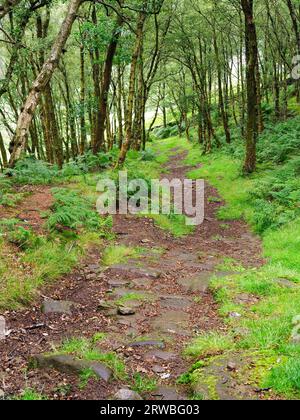 Der Nidderdale Way führt durch Skrikes Wood bei Pateley Bridge Nidderdale North Yorkshire England Stockfoto