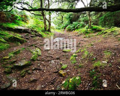 Der Nidderdale Way führt durch Skrikes Wood bei Pateley Bridge Nidderdale North Yorkshire England Stockfoto