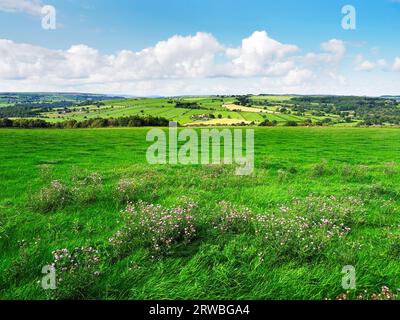 Blick über Nidderdale vom Nidderdale Way in der Nähe von Swarcliffe Nidderdale North Yorkshire England Stockfoto