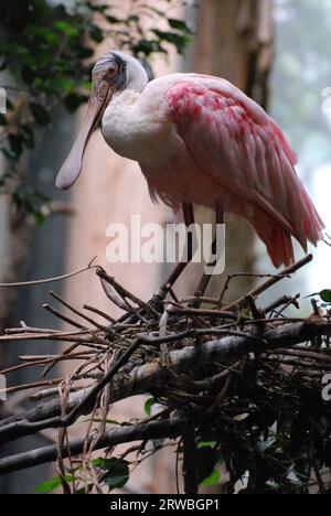 Wunderschöner Roseate Löffelvogel, der auf einem Nest in einem Baum thront. Stockfoto