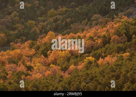 Sonnenaufgang und erstes Licht im Vall de Lord Valley, mit Herbstfarben (Solsonès, Lleida, Katalonien, Spanien, Pyrenäen) Stockfoto