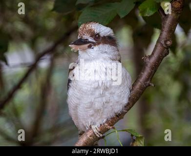 Nahaufnahme von Kkokaburra (Dacelo novaeguineae) auf einem Zweig, Bird Garden, Schottland, Oxton, Schottland, UK Stockfoto