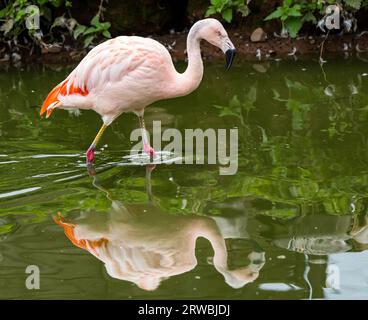 Nahaufnahme von chilenischem Flamingo (Phoenicopterus chilensis), Bird Garden, Schottland, Oxton, Schottland, UK Stockfoto