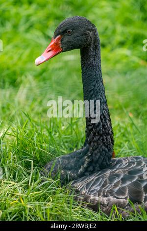 Nahaufnahme von Australian Black Swan (Cygnus Astratus), Bird Garden, Schottland, Oxton, Schottland, UK Stockfoto