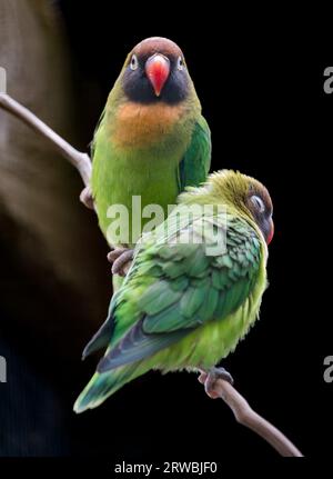 Erwachsene und Jungvögel mit schwarzen Wangen (Agapornis nigrigenis), Bird Garden, Schottland, Oxton, Schottland, UK Stockfoto