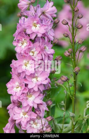 Delphinium elatum Delphina Rose Weiße Biene, Zwergdelphinium, dunkelrosa Blüten Stockfoto