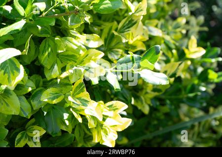 Privatanlage. Grüner, grüner, grüner Hintergrund. Garten und Buschzweig. Frühling und Natur. Euonymusblatt. Goldenes privet verlässt. Lateinische Bezeichnung Ligustrum ovalifolium Aureum. Selektiver Fokus. Stockfoto