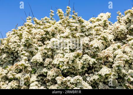 Weißdorn (Crataegus monogyna) in voller Blüte im Mai neben dem Pembrokeshire Coast Path National Trail in Little Haven in der Pembrokeshire Coast Natio Stockfoto