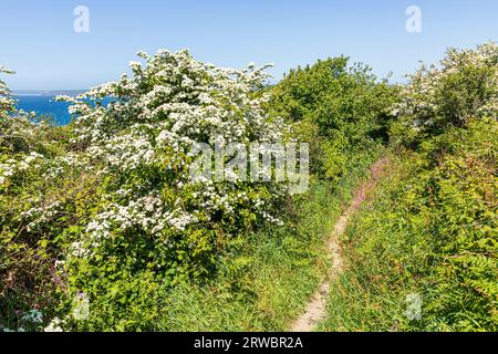 Weißdorn (Crataegus monogyna) in voller Blüte im Mai auf dem Wales Coast Path und dem Pembrokeshire Coast Path in Little Haven in der Pembrokeshire Co Stockfoto