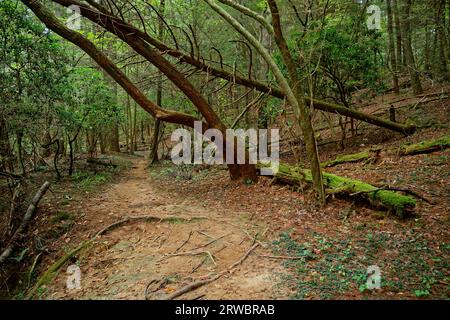 Ein Lebenszyklus im Wald mit Bäumen, die eine Weile zurückgefallen sind und auf dem Boden liegen, die mit Moos bedeckt sind, und mehr, um entlang des Weges hineinzufallen Stockfoto