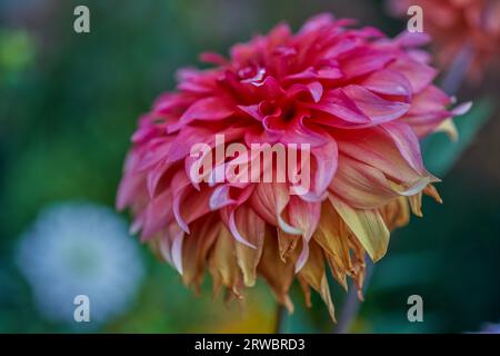 Üppige Dahlie Blume Nahaufnahme Stockfoto
