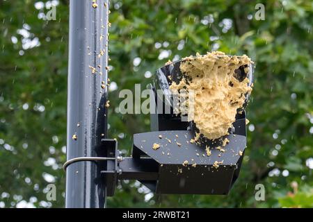 Ickenham, Vereinigtes Königreich. September 2023. Vandalisierte ULEZ-Kameras (Ultra Low Emission Zone) in Ickenham, im Londoner Stadtteil Hillingdon. Tausende umstrittene ULEZ-Kameras sind nach wie vor außer Betrieb, da sie von den Vigilanten vandalisiert oder vollständig entfernt werden. Das Kameraobjektiv dieser Kamera wurde mit expandierendem Schaum überspritzt. Das neue erweiterte ULEZ-System wurde ab dem 29. August 2023 im gesamten äußeren London Borough in Betrieb genommen. Die erweiterten ULEZ-Zonen wurden vom Londoner Bürgermeister Sadiq Khan und von Transport for London eingerichtet. Diejenigen, die in ULEZ-Zonen fahren, in denen die Kameras in Betrieb sind Stockfoto