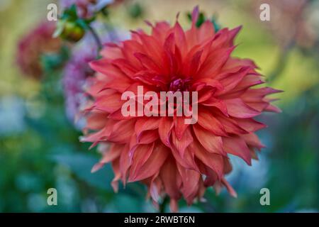 Üppige Dahlie Blume Nahaufnahme Stockfoto