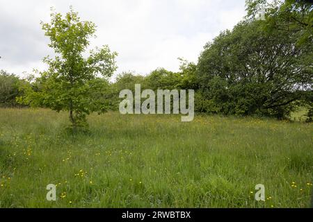 Alte Straßenbahn, heute Fußweg und Naturschutzgebiet, die die Bamber Bridge mit dem River Ribble bei Preston Lancashire England verbindet Stockfoto