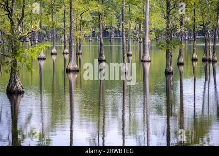 Untergetauchter Zypressenwald im George L. Smith II State Park in Twin City, Georgia, der für seine Kajakwege beliebt ist. (USA) Stockfoto