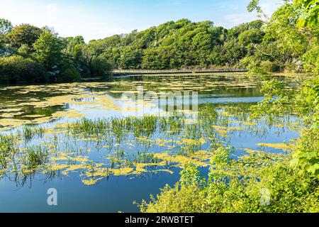 Abendlicht auf den Bosherston Lily Ponds, Teil des Stackpole National Nature Reserve, im Pembrokeshire Coast National Park, West Wales UK Stockfoto