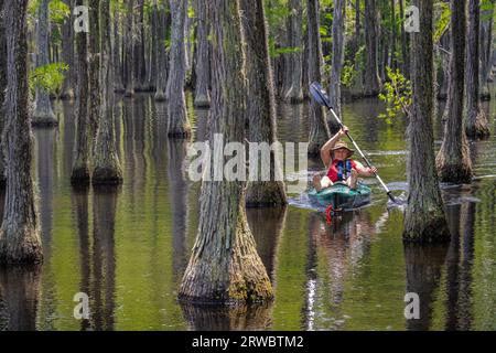 Erfahrene Kajakfahrer paddeln durch einen untergetauchten Cypress Forest im George Smith State Park in Twin City, Georgia. (USA) Stockfoto