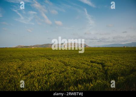 Kontrastreiches Reisfeld und hohe Berge vor dem Hintergrund des bewölkten Himmels Stockfoto
