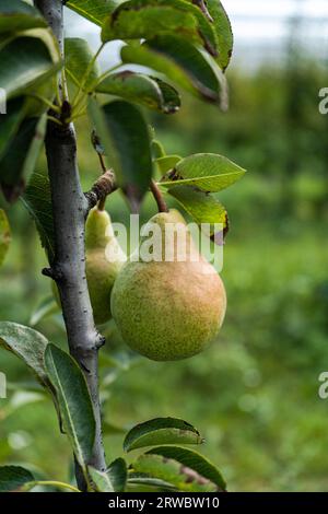 Unreife Birnen auf Bäumen am Ende des Sommers, die vor verschwommenem Hintergrund fast für die Ernte bereit sind Stockfoto