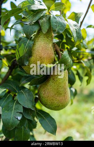 Unreife Birnen auf Bäumen am Ende des Sommers, die vor verschwommenem Hintergrund fast für die Ernte bereit sind Stockfoto