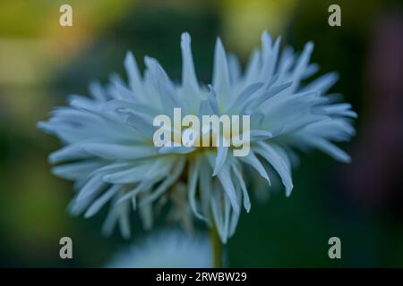 Üppige Dahlie Blume Nahaufnahme Stockfoto