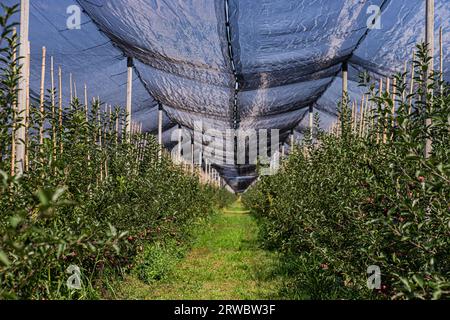 Gut organisierter Obstgarten mit Apfelbäumen in Reihen, die mit einem speziellen Netz bedeckt sind Stockfoto