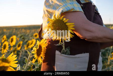 Abgeschnittene Seitenansicht einer nicht erkennbaren Frau in Schürze mit Sonnenblume in der Tasche, die auf dem Feld steht Stockfoto