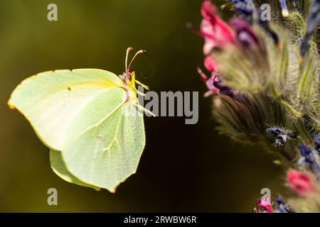 Nahaufnahme wundervolle Gonepteryx kleopatra mit gelben Flügeln, die zur blühenden Blume auf dem Feld fliegen Stockfoto