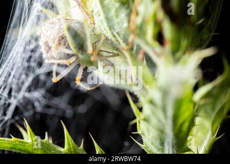 Makroaufnahme einer grünen Luchsspinne mit Spinnennetz auf Dornzweig in der Natur auf schwarzem Hintergrund Stockfoto