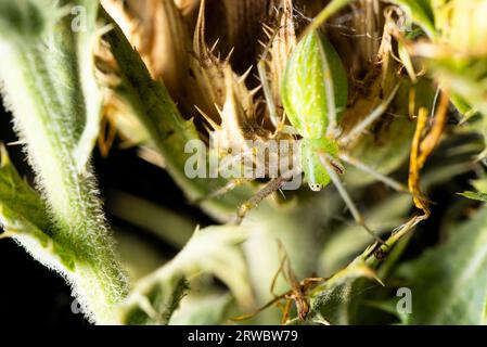 Makroaufnahme einer grünen Luchsspinne, die auf Dornzweig in der Natur auf schwarzem Hintergrund sitzt Stockfoto