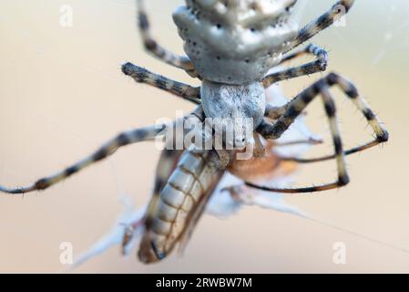 Makroaufnahme von Argiope lobata Spinnen mit Spinnennetz in der Natur auf unscharfem Hintergrund Stockfoto