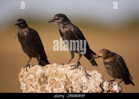 Wildsternvögel, die an sonnigen Sommertagen in der Natur auf Stein im Feld sitzen, im verschwommenen Hintergrund Stockfoto