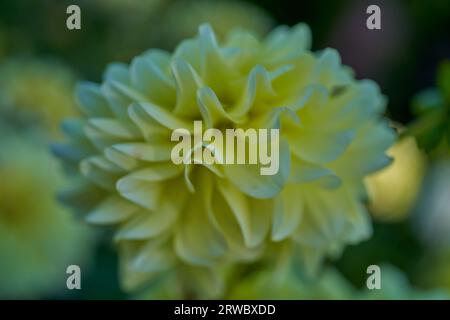 Üppige Dahlie Blume Nahaufnahme Stockfoto