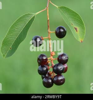 Dunkelrote bis schwarze kugelförmige Früchte oder Beeren und zwei grüne Blätter von einem Schwarzkirschenbaum, grüner Hintergrund (Prunus serotina) Stockfoto