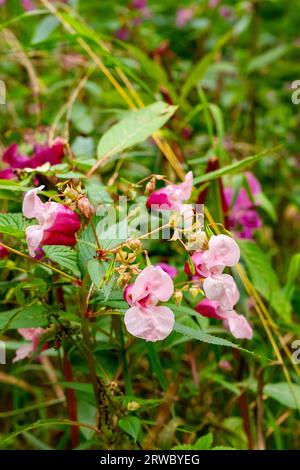 Wundervoller Himalaya-Balsam mit Wildblumen, impatiens glandulifera Royle, aus der Familie der Balsaminaceae. Stockfoto