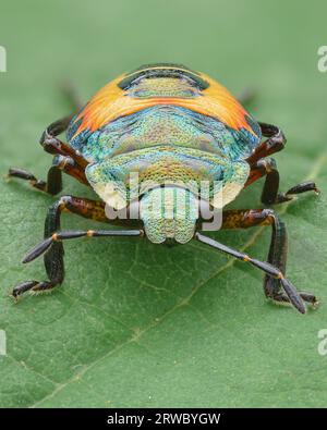 Porträt einer metallisch-grünen und orangefarbenen Schildwanznymphe, grüner Hintergrund (Bronzewanzer, Troilus luridus) Stockfoto