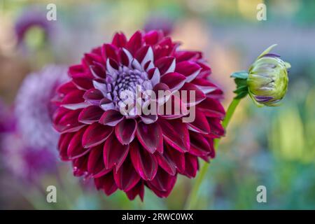 Üppige Dahlie Blume Nahaufnahme Stockfoto