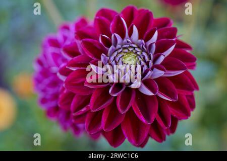 Üppige Dahlie Blume Nahaufnahme Stockfoto