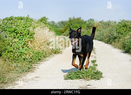 Schönheiten spielen in der Natur im Frühjahr Stockfoto