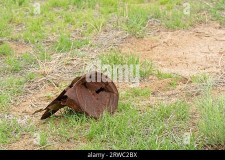 Rostige Metallartefakte, die auf Feldern rund um das Internierungslager des Granada Relocation Center aufgegeben wurden Stockfoto