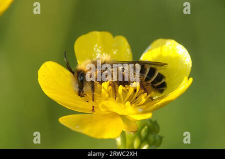 Nahaufnahme einer flauschigen männlichen Pantaloon-Biene, Dasypoda hirtipes, sitzt auf einer gelben Butterblume Stockfoto