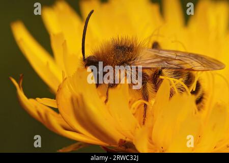 Nahaufnahme einer flauschigen männlichen Pantaloon-Biene, Dasypoda hirtipes, sitzt auf einer gelben Blume Stockfoto