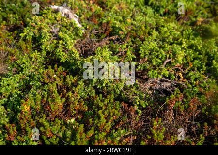 Niedrig wachsender wacholder in der Tundra, Blick von oben. Natürlicher Hintergrund. Stockfoto